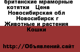 британские мраморные котятки › Цена ­ 2 500 - Новосибирская обл., Новосибирск г. Животные и растения » Кошки   